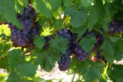 wein02