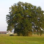200-jaehrige-eiche-bei-bruggen