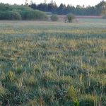 der-ostteil-des-dolpenrieds