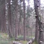 weg-entlang-des-dolpenrieds