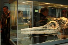 Fossilienmuseum Dotternhausen